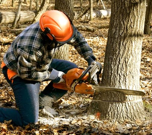 Tree Removal in Andreas, PA